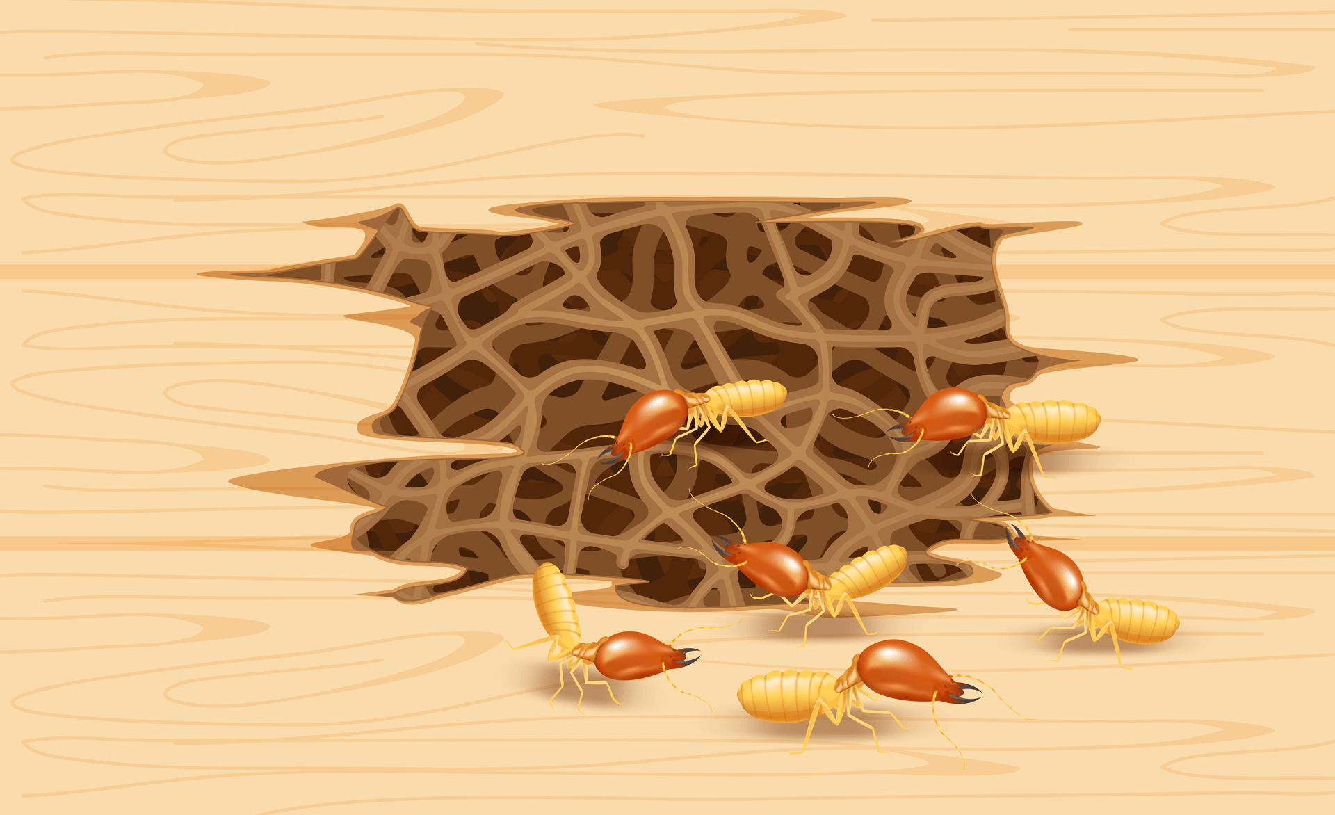 termites