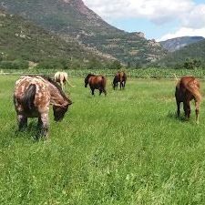 coaching amb cavalls, equinoterapia, ecoturisme, etologia