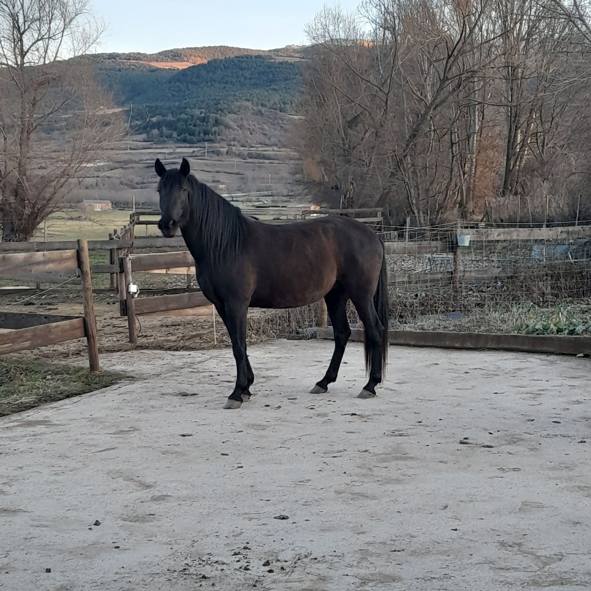 coaching amb cavalls, equinoterapia, ecoturisme, etologia