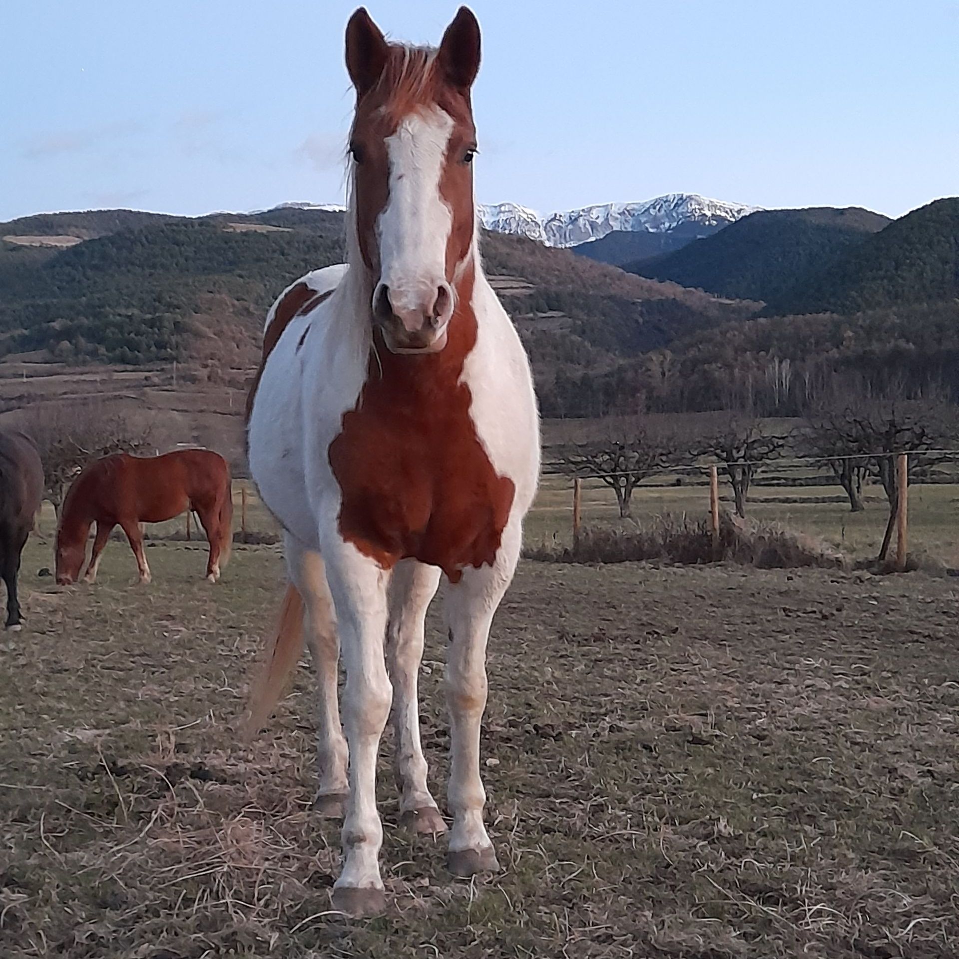 coaching amb cavalls, equinoterapia, ecoturisme, etologia