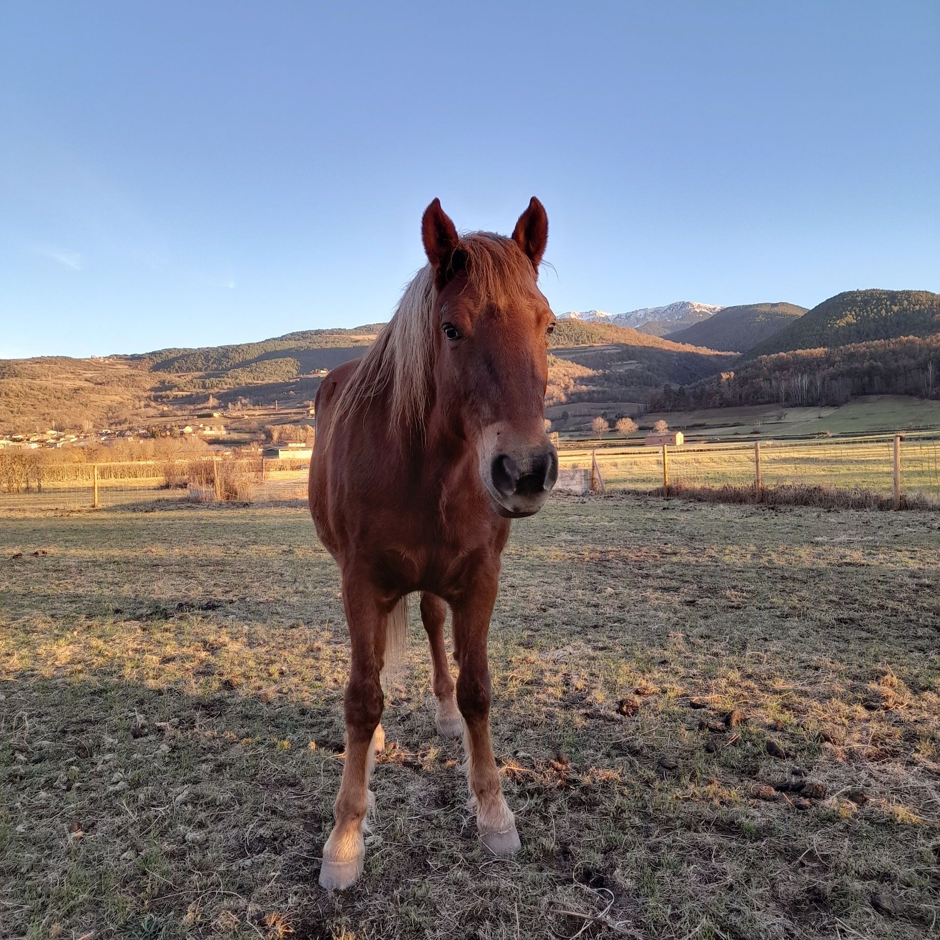coaching amb cavalls, equinoterapia, ecoturisme, etologia