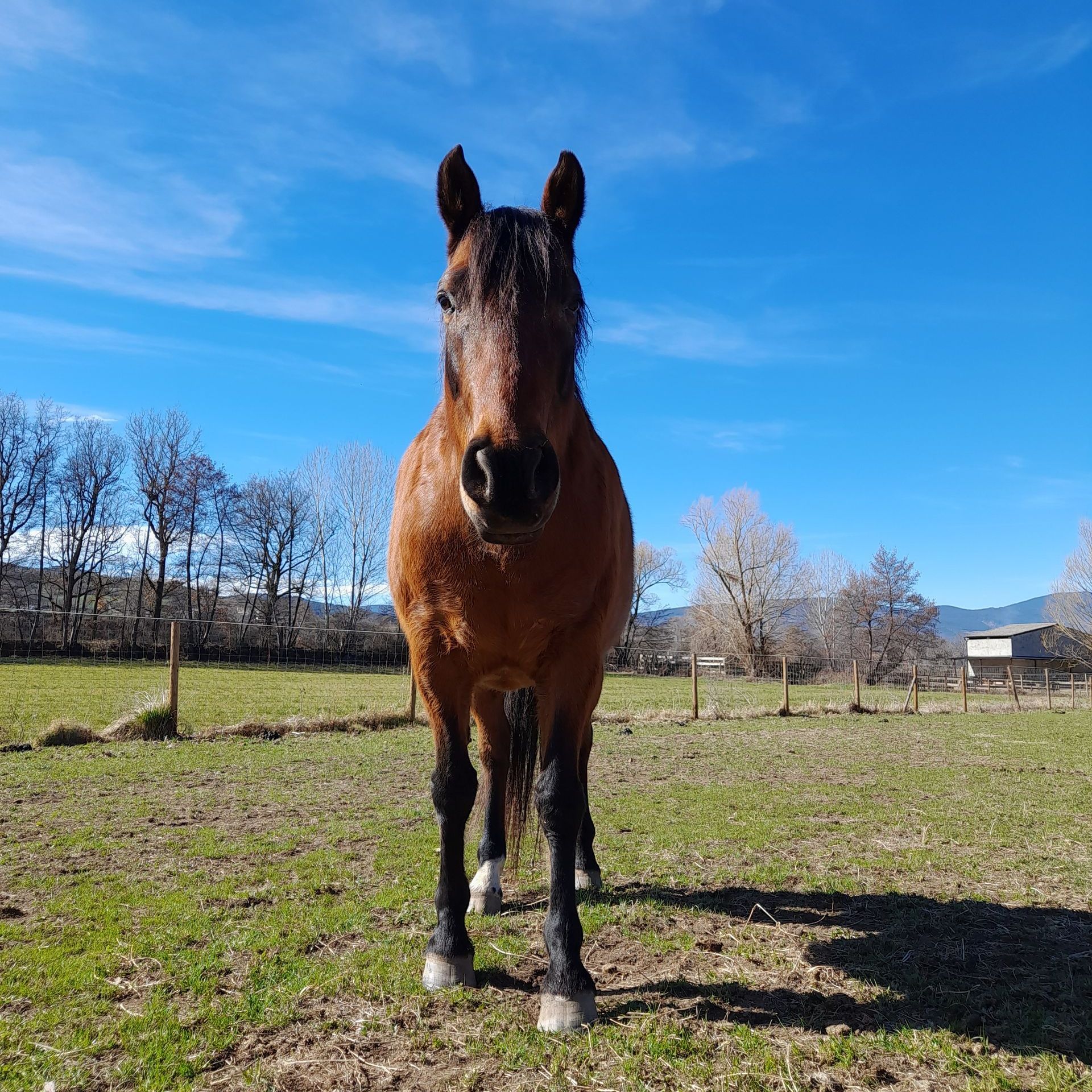 coaching amb cavalls, equinoterapia, ecoturisme, etologia