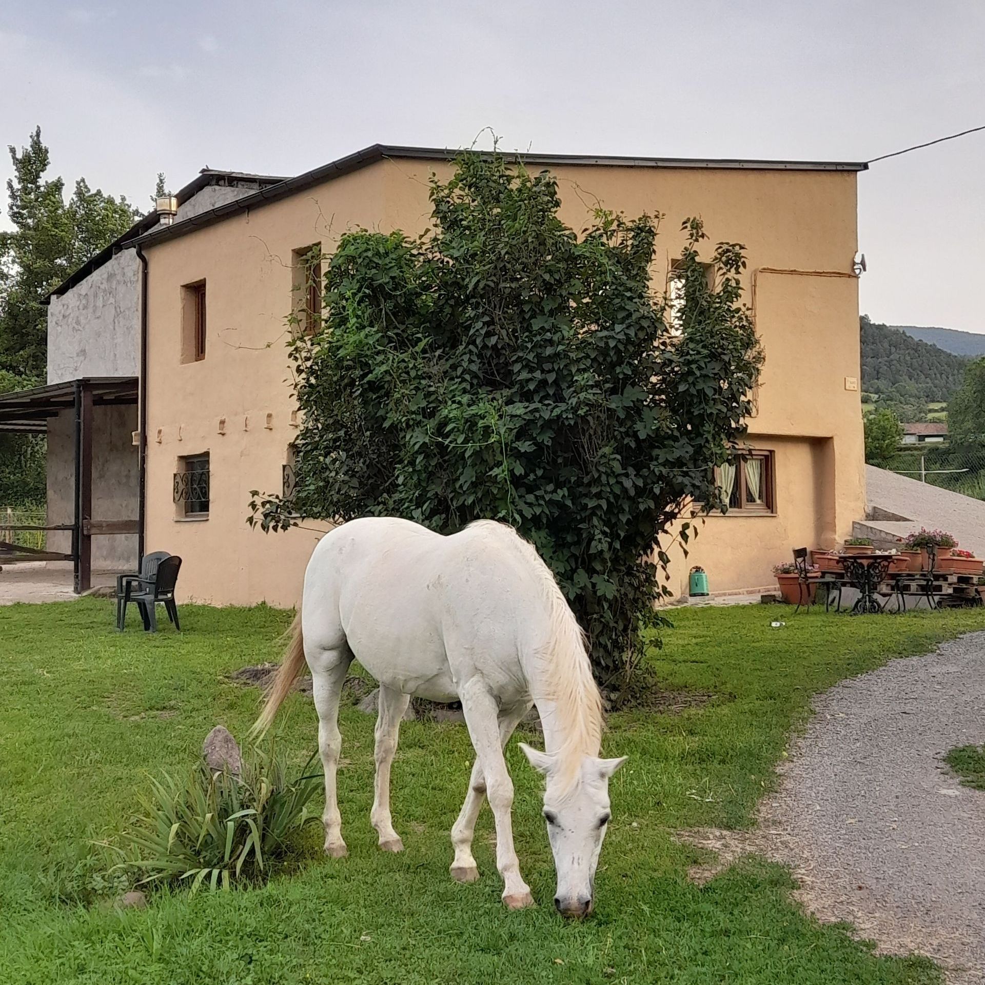 coaching amb cavalls, equinoterapia, ecoturisme, etologia