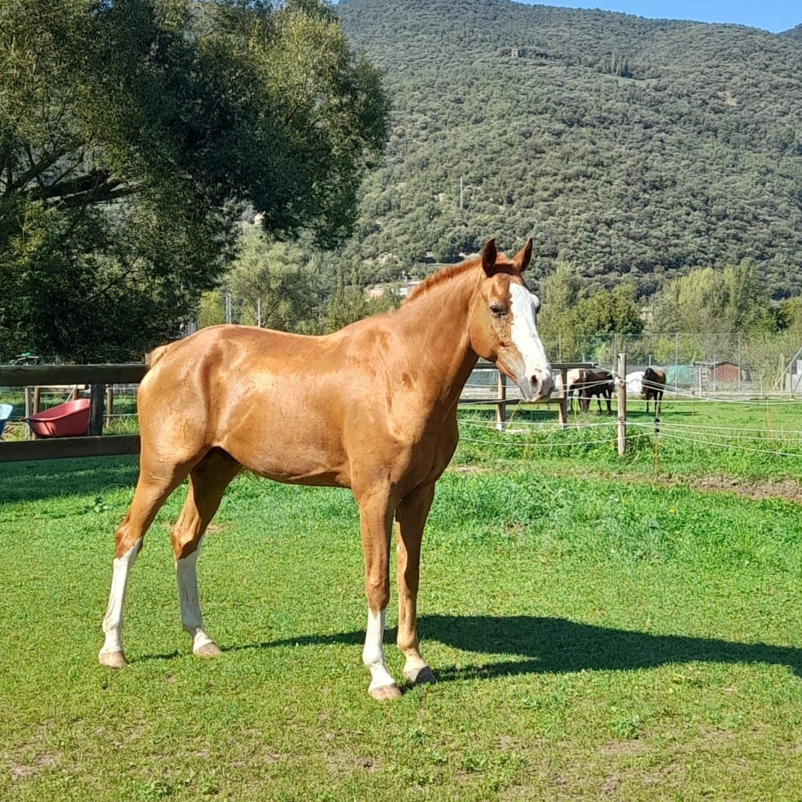 coaching amb cavalls, equinoterapia, ecoturisme, etologia