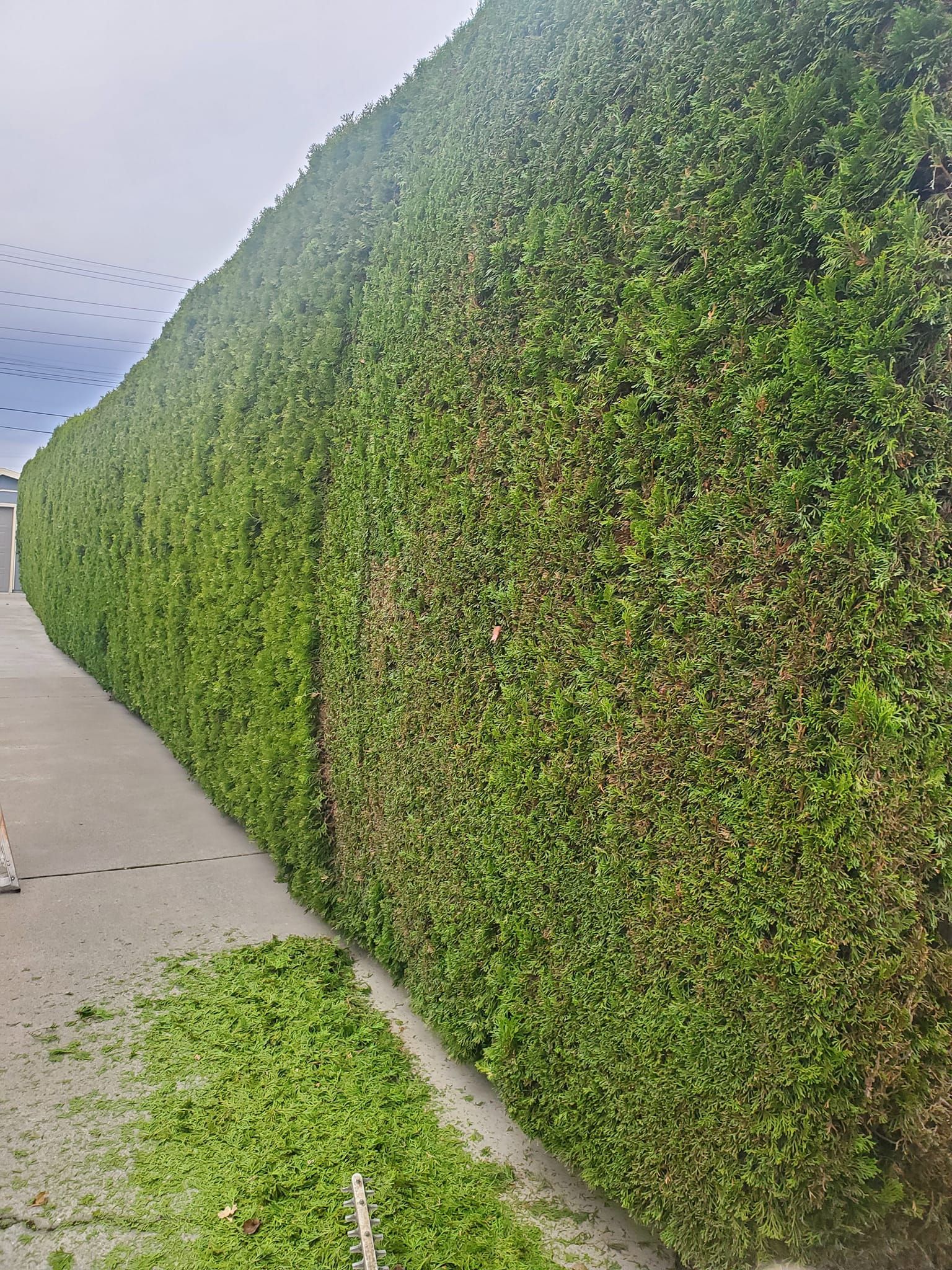 A Long Green Hedge Along a Sidewalk with Birds Flying in the Background — Kennewick, WA — Green Hills Landscaping LLC