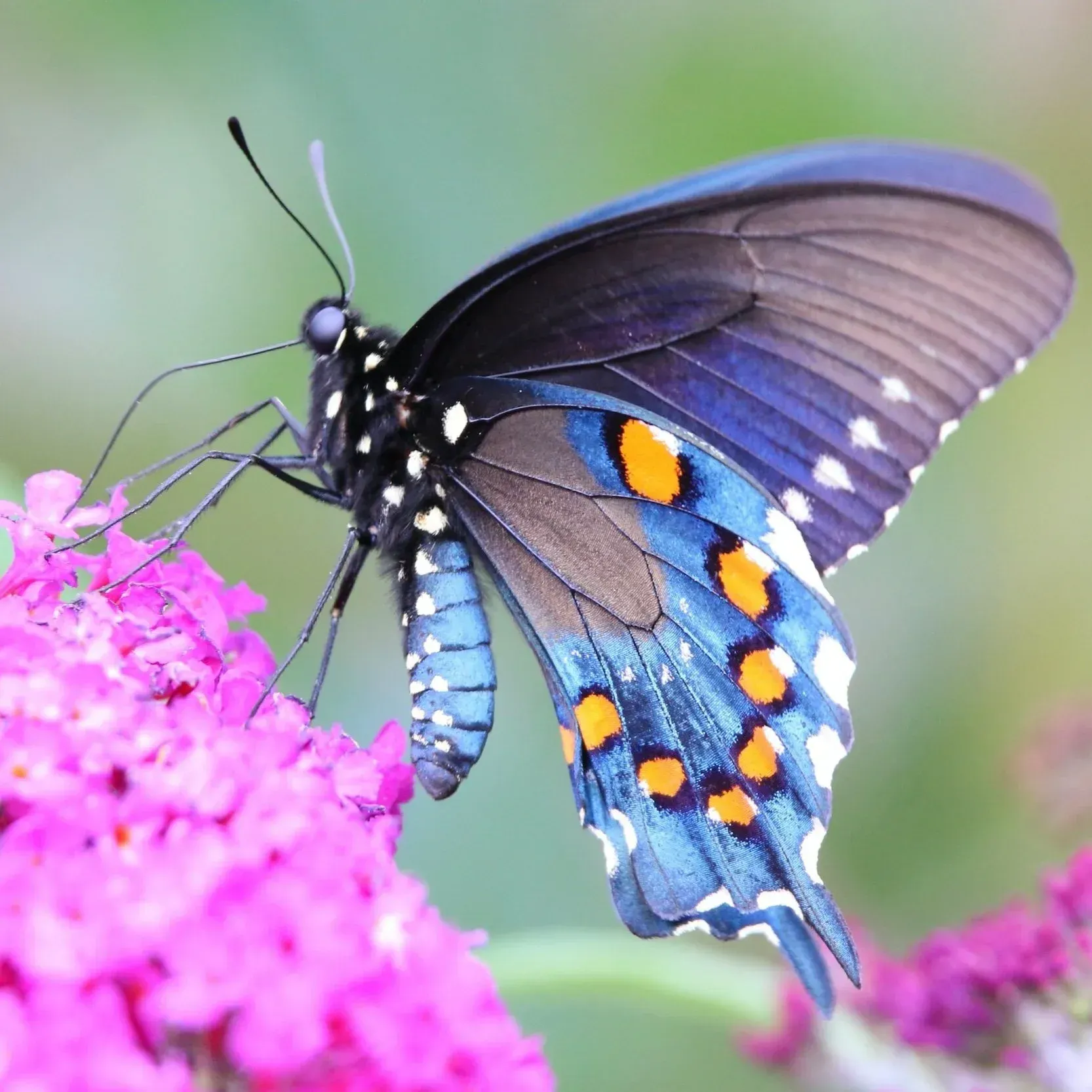 Blue butterfly with orange spots perched on a pink flower against a soft green background