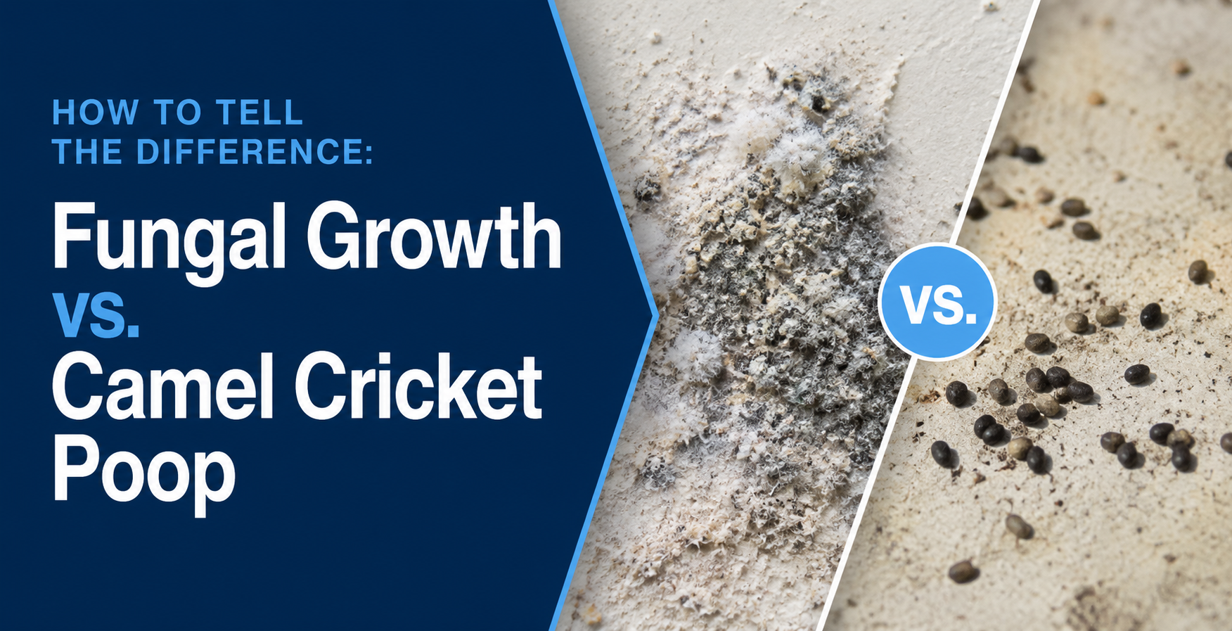 Graphic comparing fungal growth vs. camel cricket poop, with blue text and a close-up of speckled debris.