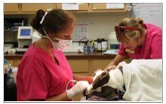 Vet Services-Gatesville, TX-Coryell Veterinary Clinic Vet Services-Gatesville, TX-Coryell Veterinary Clinic
