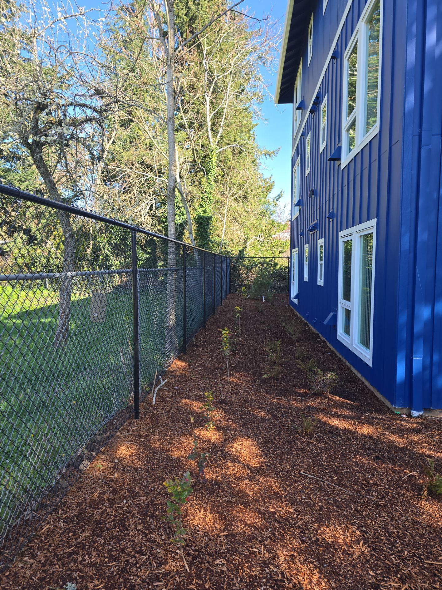 Narrow path between a chain-link fence and a blue building, covered with wood chips and dappled sunlight.