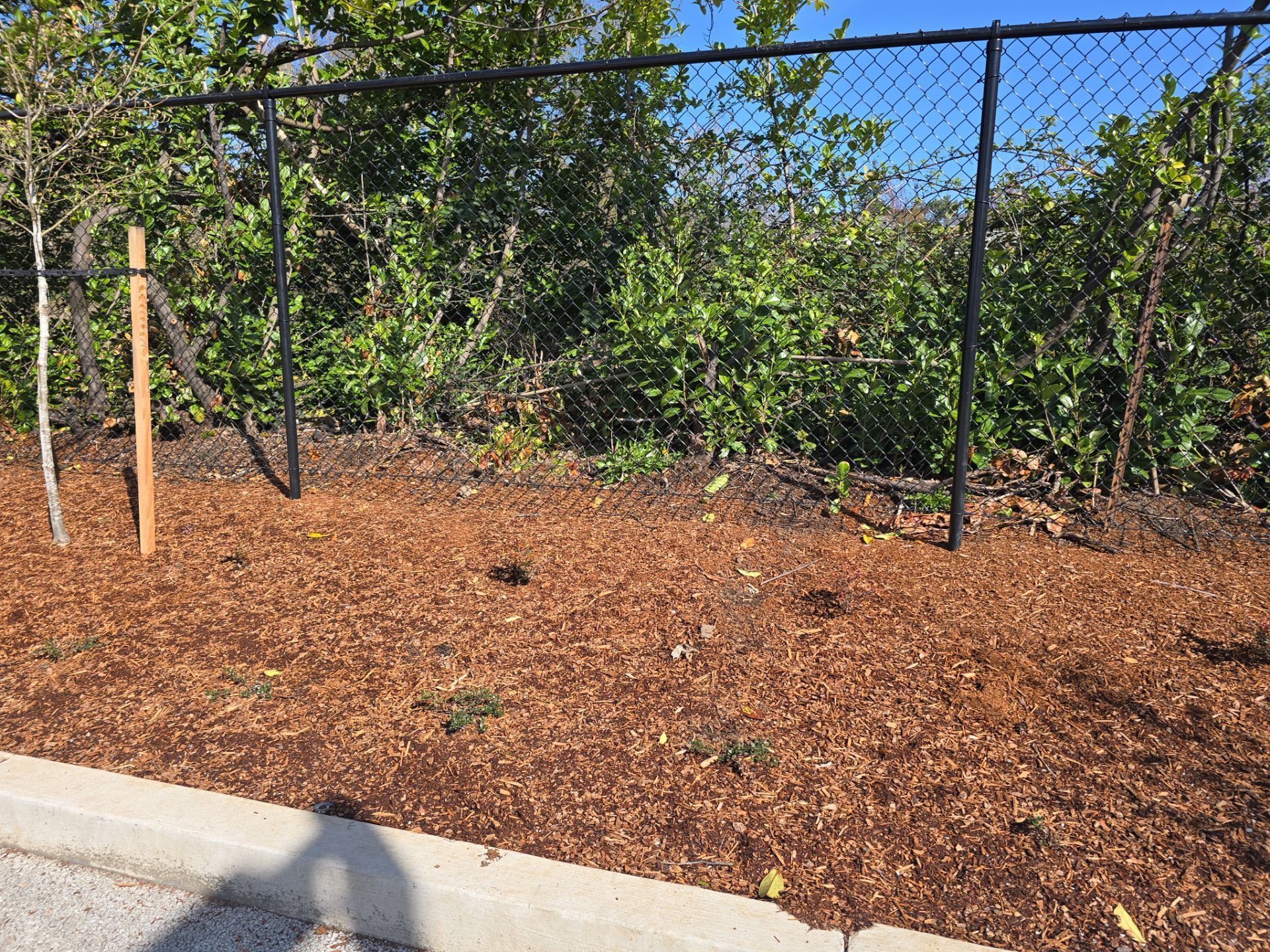 Mulched garden bed beside a chain-link fence, with young stakes and dense green shrubs in the background.