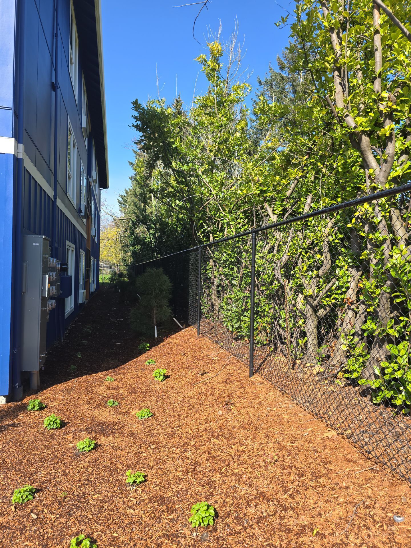 Narrow side yard with mulch, small plants, chain-link fence, and blue building beside tall trees.