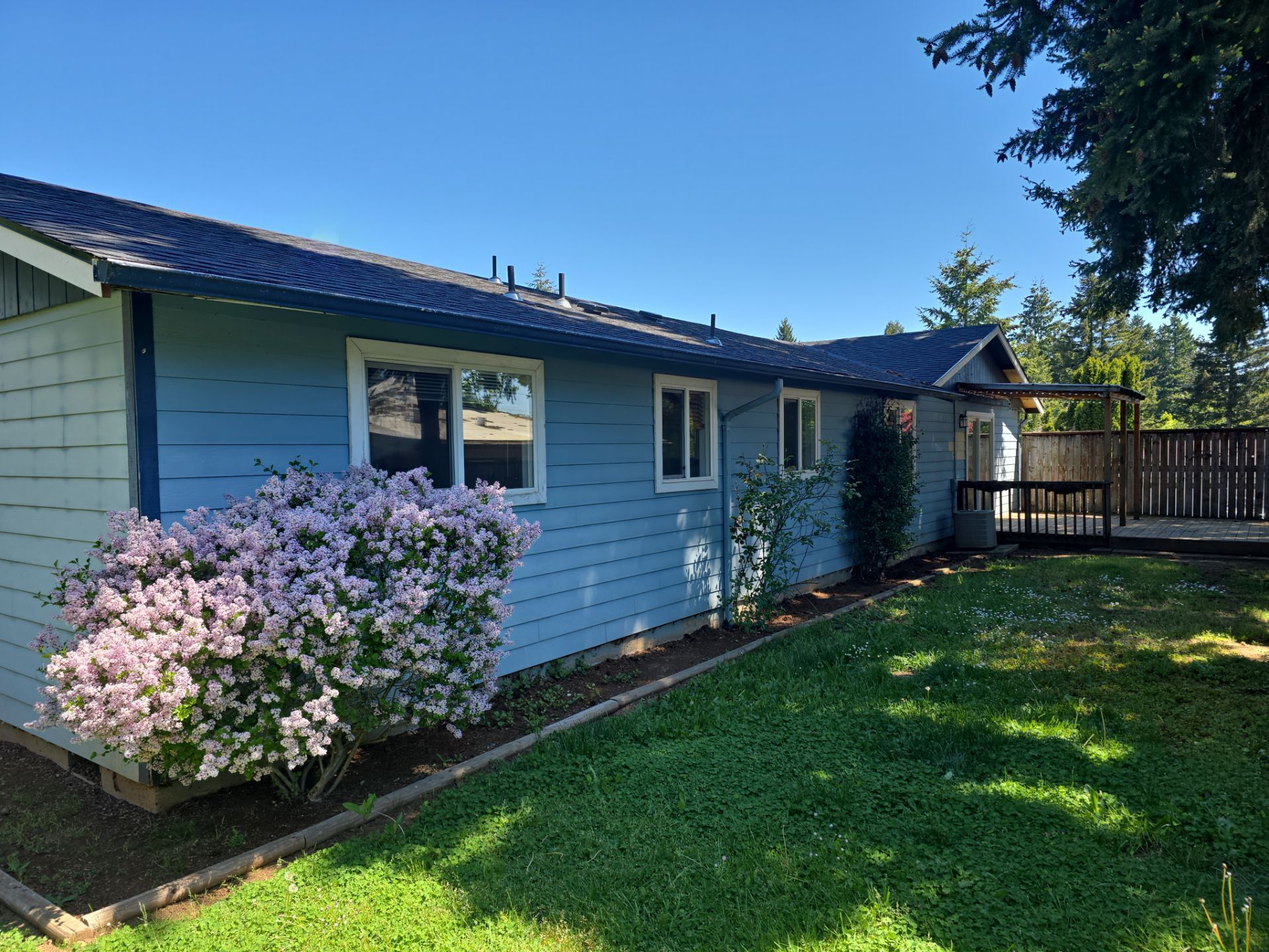 Blue house exterior with a pink flowering bush, green lawn, and wooden fence in sunlight
