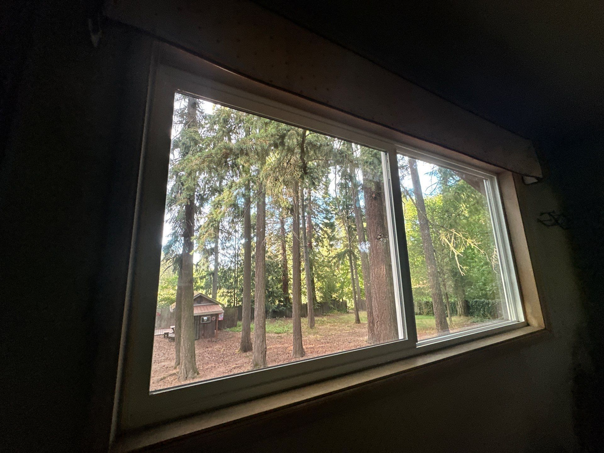 View through a window of tall trees and a wooded yard outside
