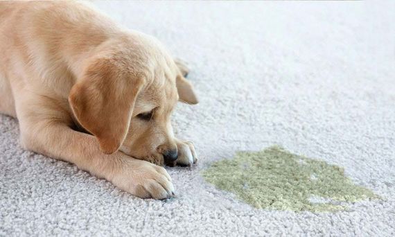Yellow lab puppy lies sadly next to a pile of green vomit on white carpet.