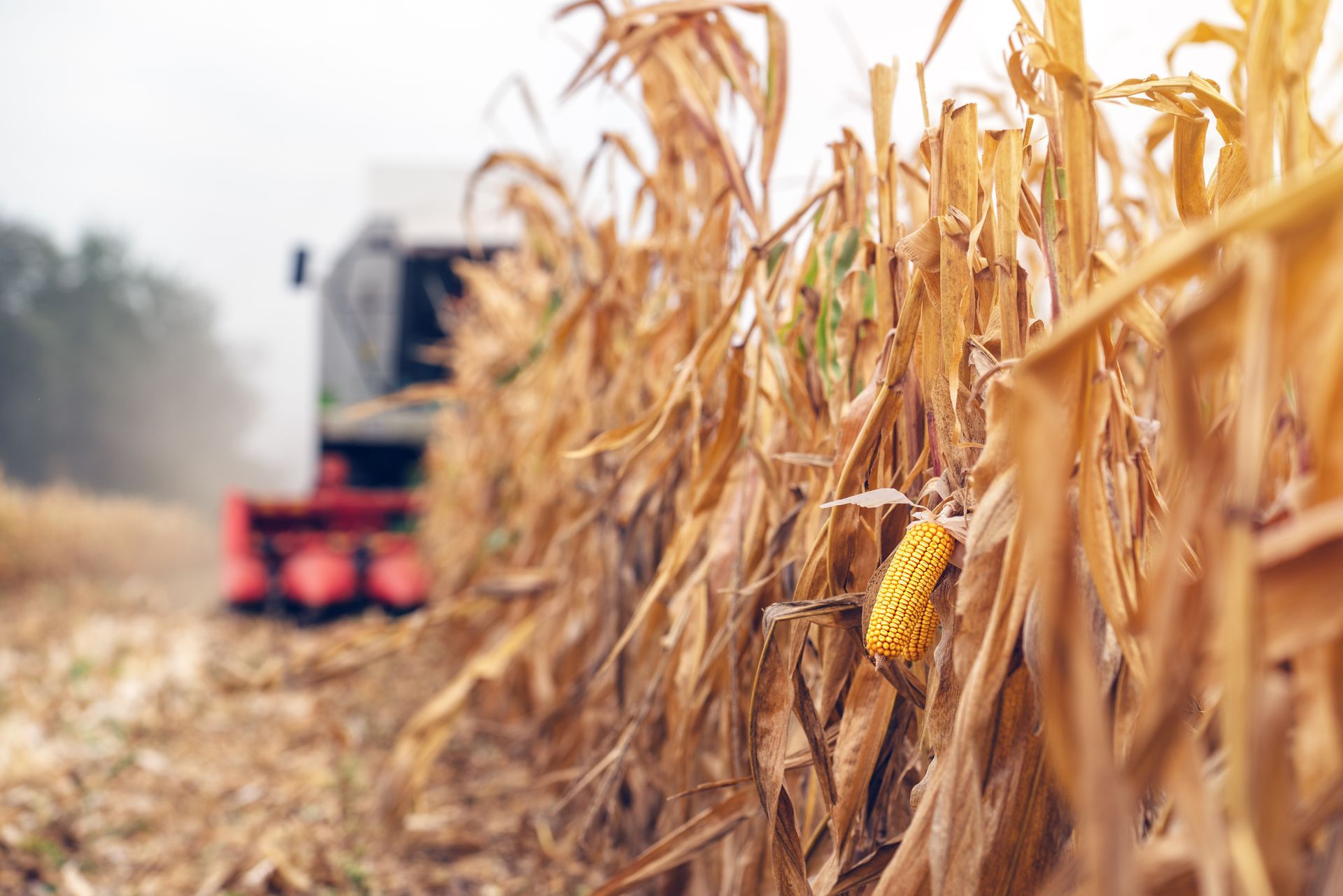 Harvesting corn with a combine harvester in a field; close-up on golden corn in front.