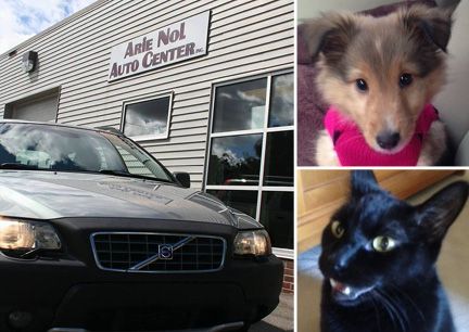 Cat vs Dogs | Arie Nol Auto Center