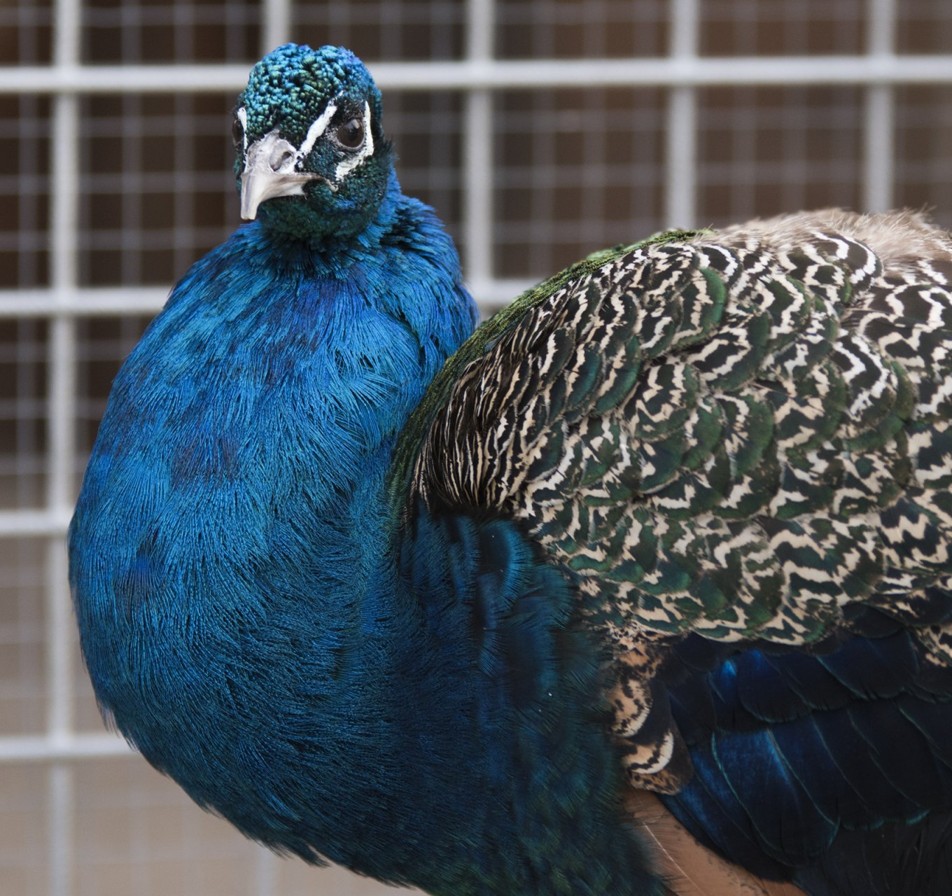 kinderboerderij Lelystad het Stadspark