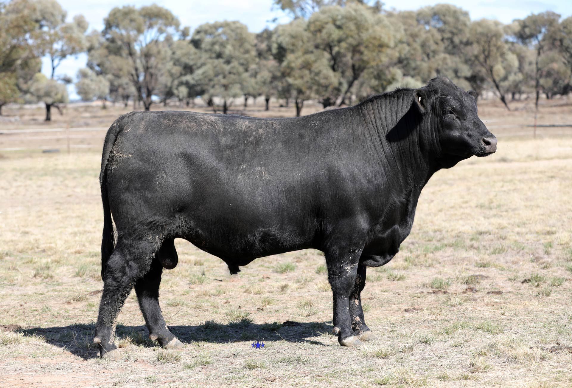 Lot 10  Carabar Gunsmoke T152