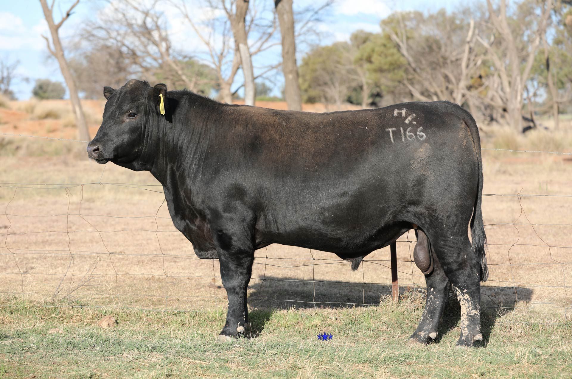 Lot 12  Carabar Toby T166