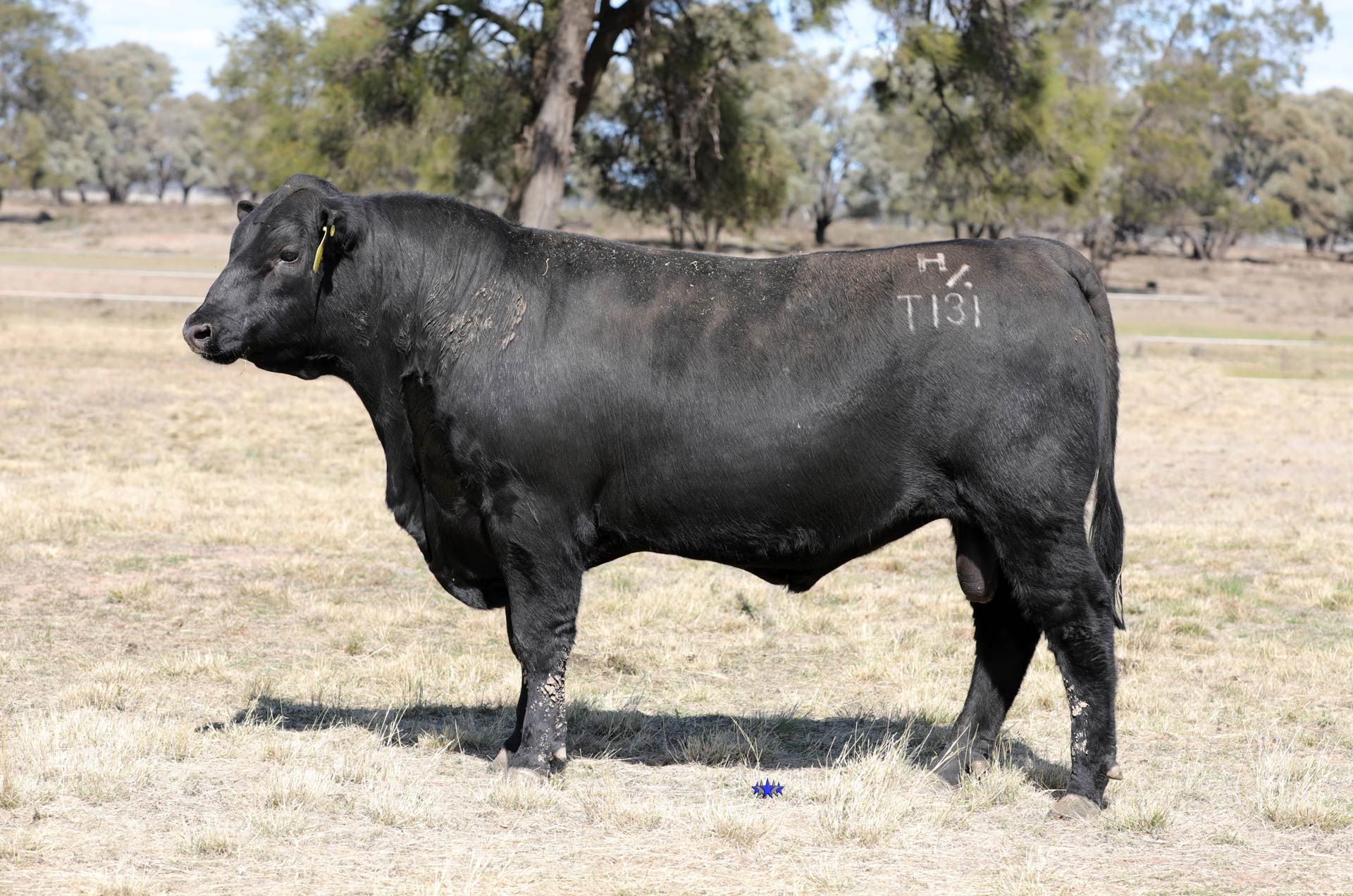 Lot 13  Carabar Tonka T131