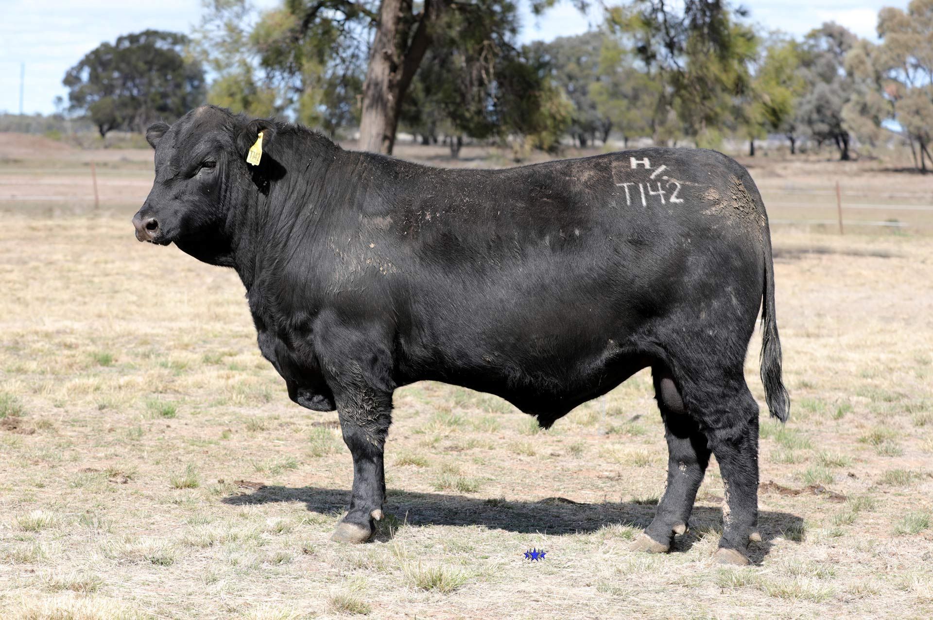 Lot 3  Carabar Thorpe T142
