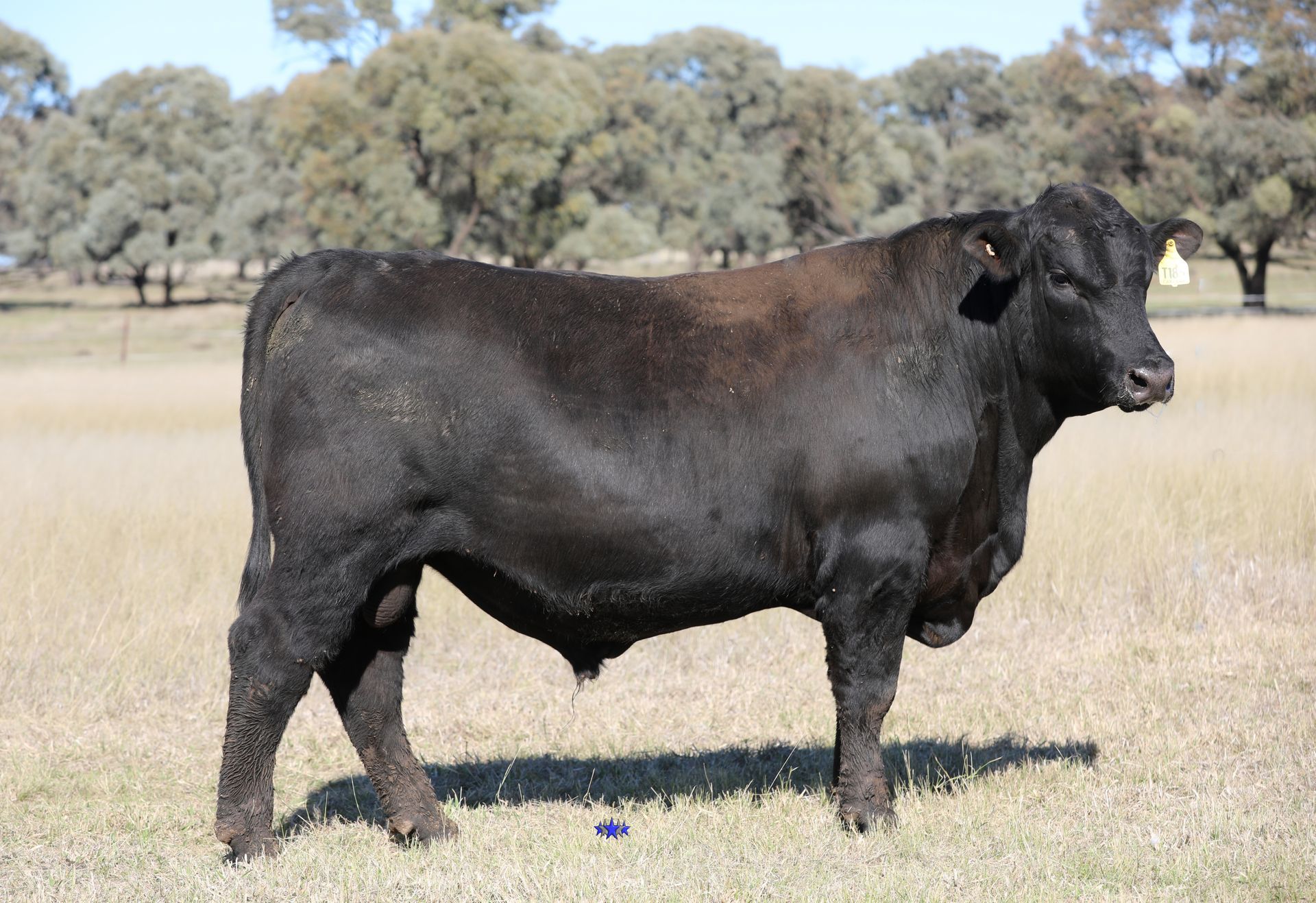 Lot 2  Carabar Taye T123