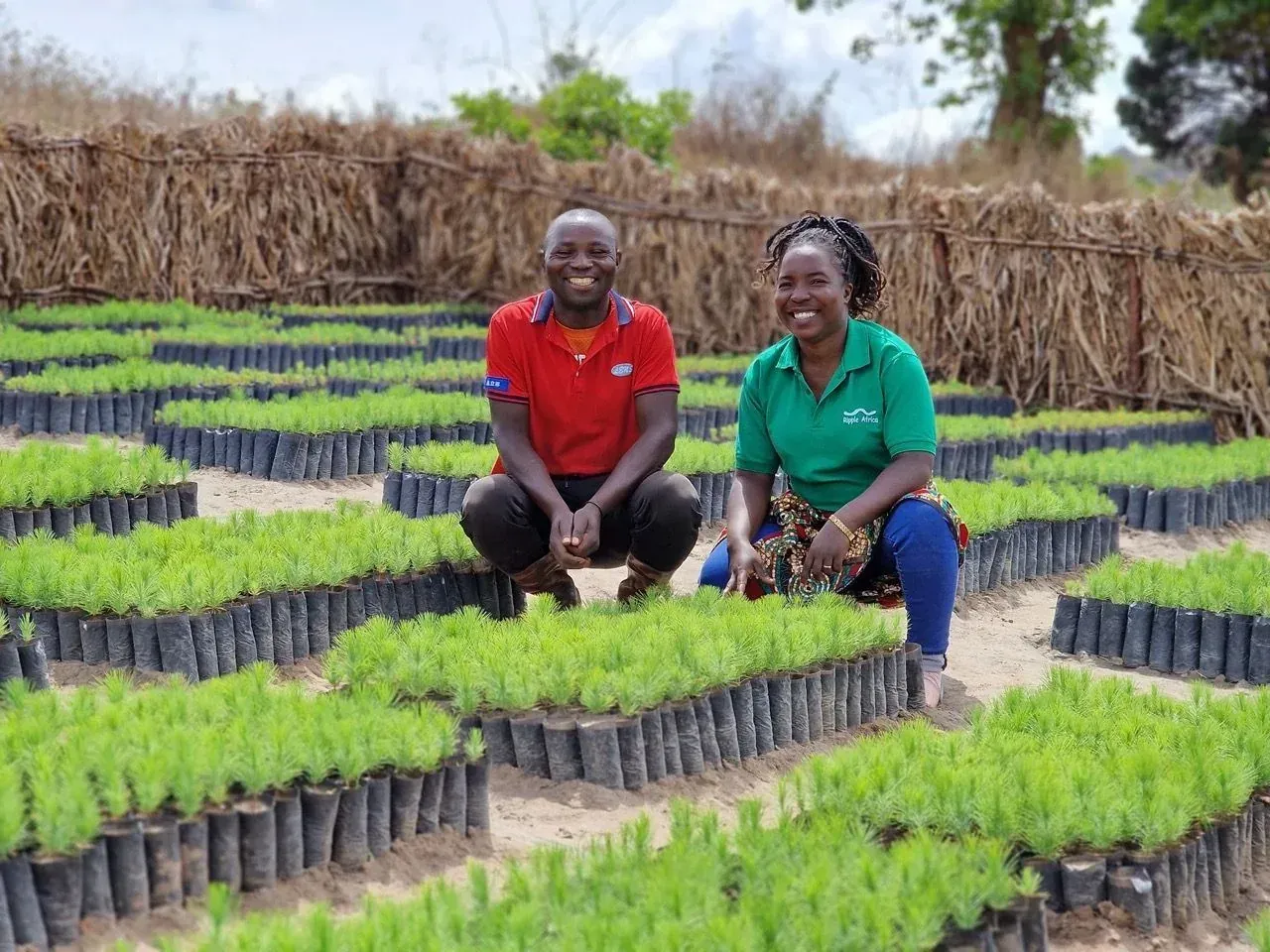 Ripple Africa tree nursery in Malawi with rows of young saplings