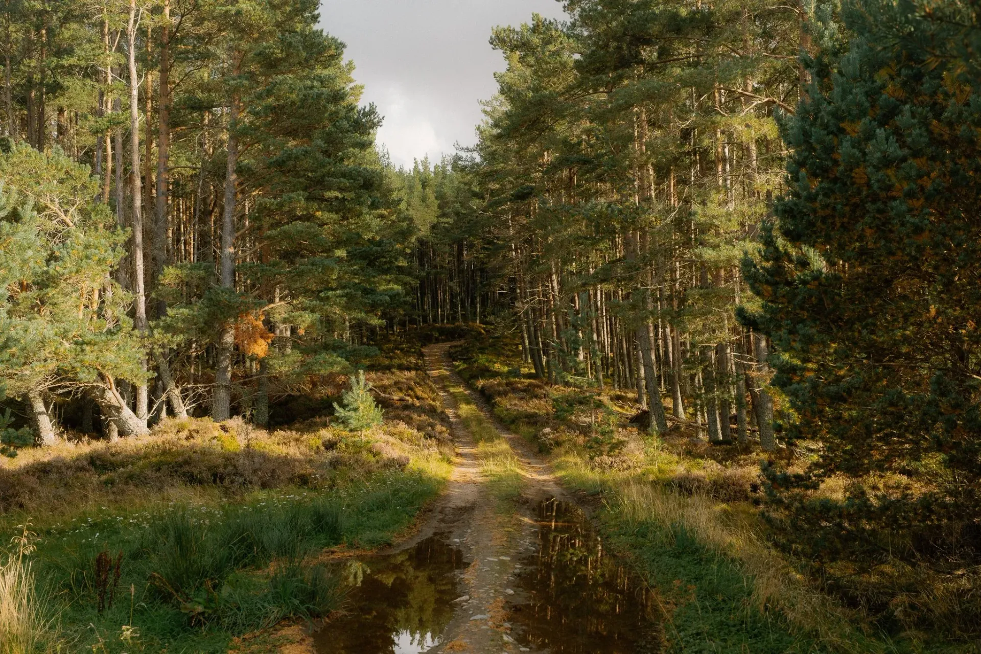 Woodland track through Scots pine forest near Moya Kabn in the Cairngorms