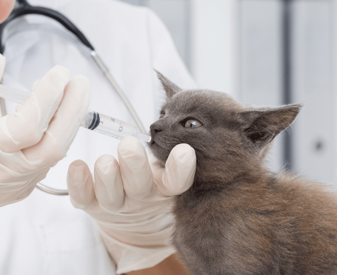 Un veterinario está alimentando a un gatito con una jeringa.