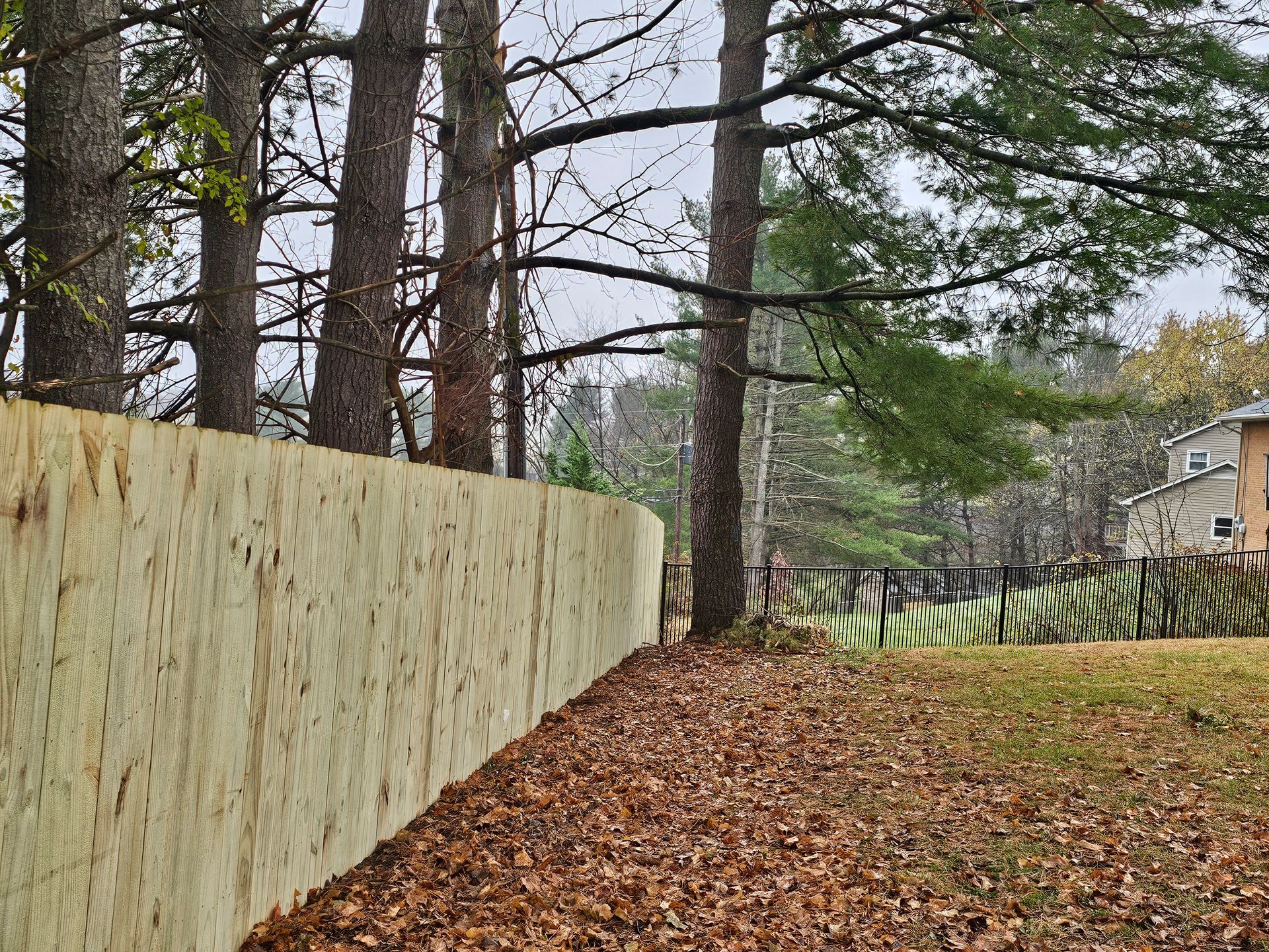 Narrow leaf-covered path beside a wooden fence and tall pine trees in a quiet yard