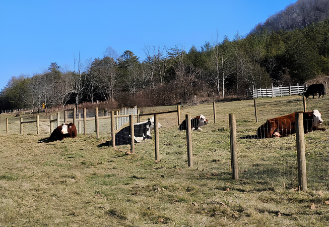 Cows grazing in a fenced grassy field with hills and trees in the background