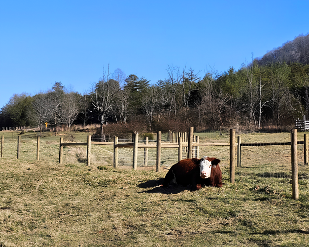 Brown-and-white horse lying in a fenced pasture under a clear blue sky.