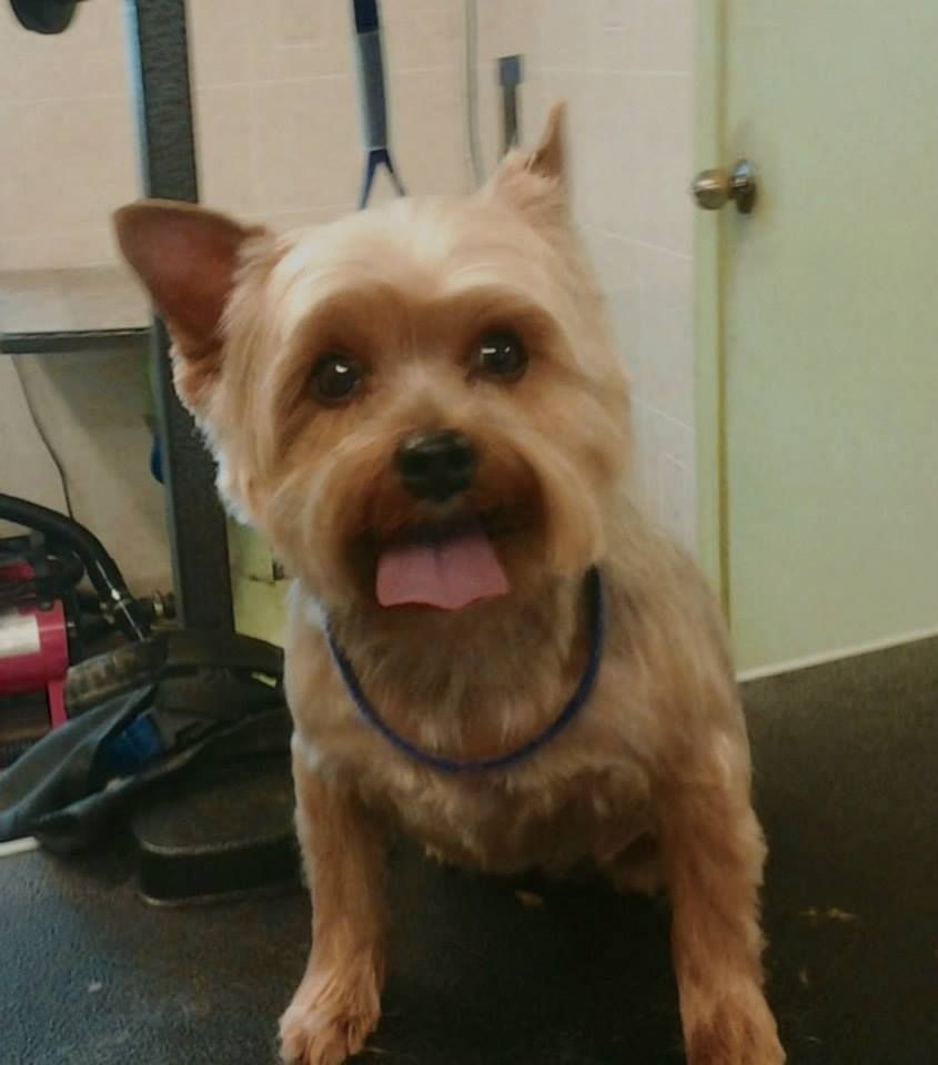 Yorkshire Terrier dog with tan fur and a blue collar, indoors, with its tongue out.