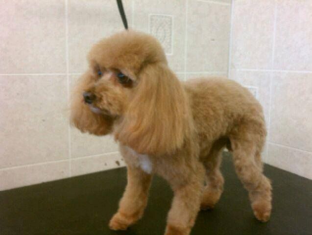 Brown poodle dog with a well-groomed fur coat standing on a black surface.