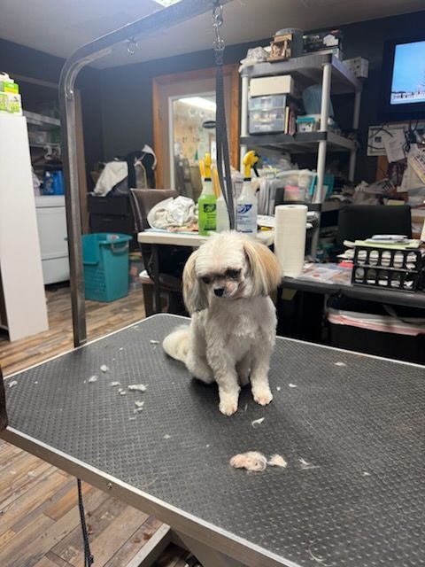 A small, light-colored dog with floppy ears sits on a grooming table in a workspace, looking down at clipped fur.