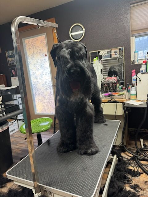 A black Giant Schnauzer stands on a grooming table in a salon, surrounded by cut hair on the floor.