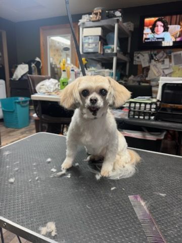 Dog groomer trimming a white and brown Shih Tzu on a grooming table.