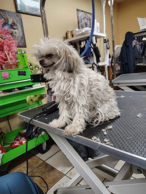 Golden Cocker Spaniel dog, freshly groomed with long hair and floppy ears, sitting on a grooming table.