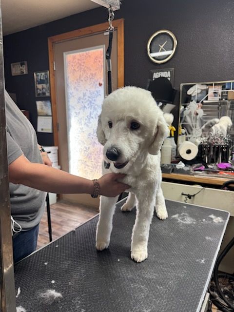 White West Highland White Terrier dog, freshly groomed, sits on a black surface indoors, looking at the camera.