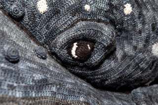 A close up of a whale 's eye with white spots.