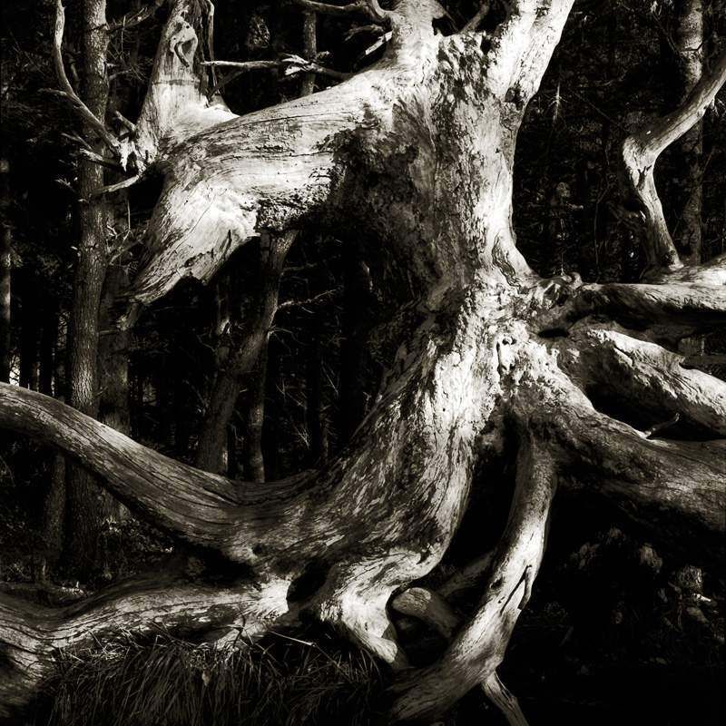 A black and white photo of a tree stump in the woods