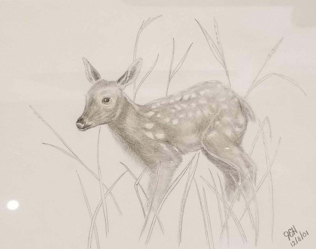 A pencil drawing of a deer standing in tall grass