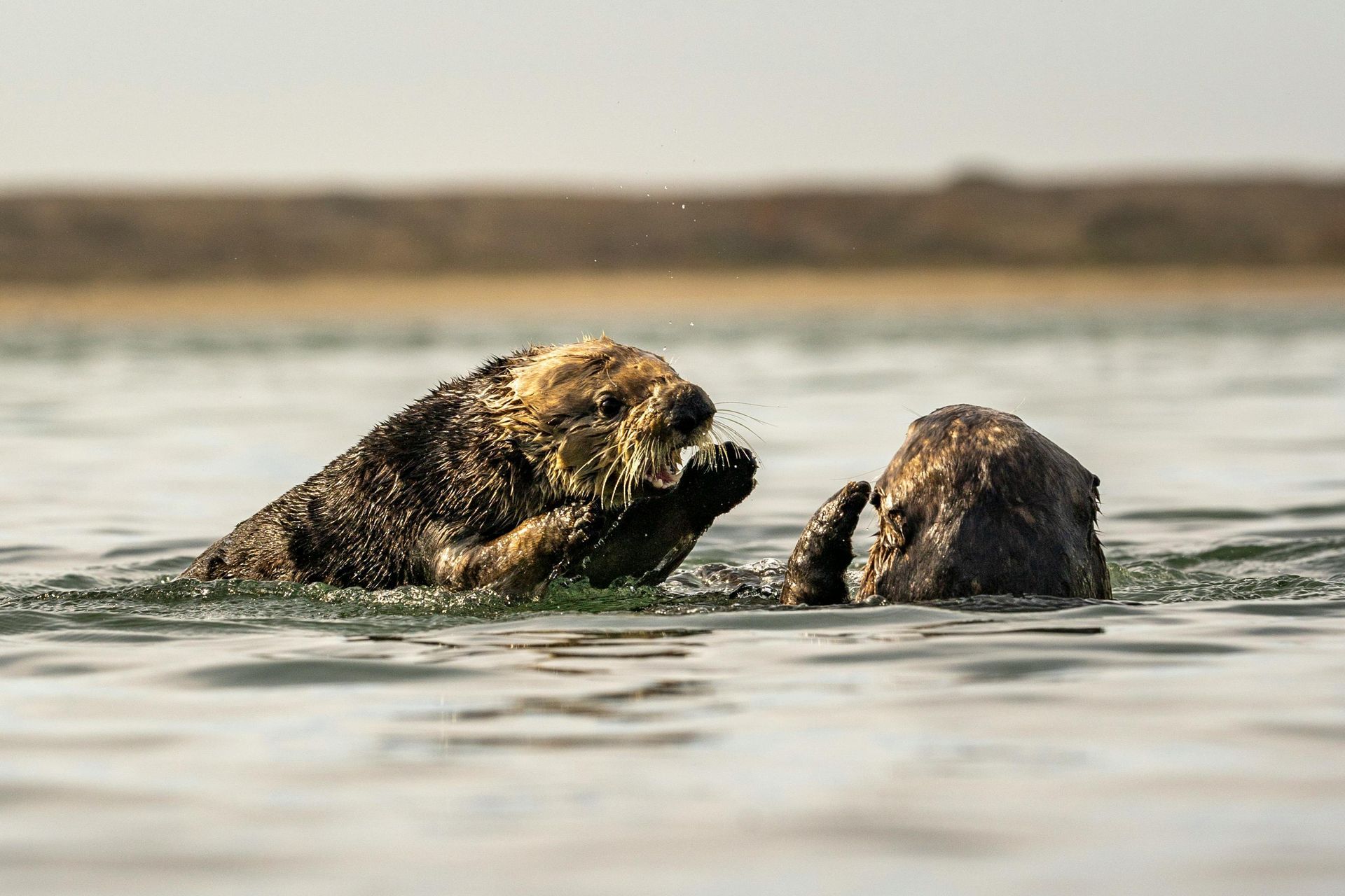 Two sea otters are playing in the water.