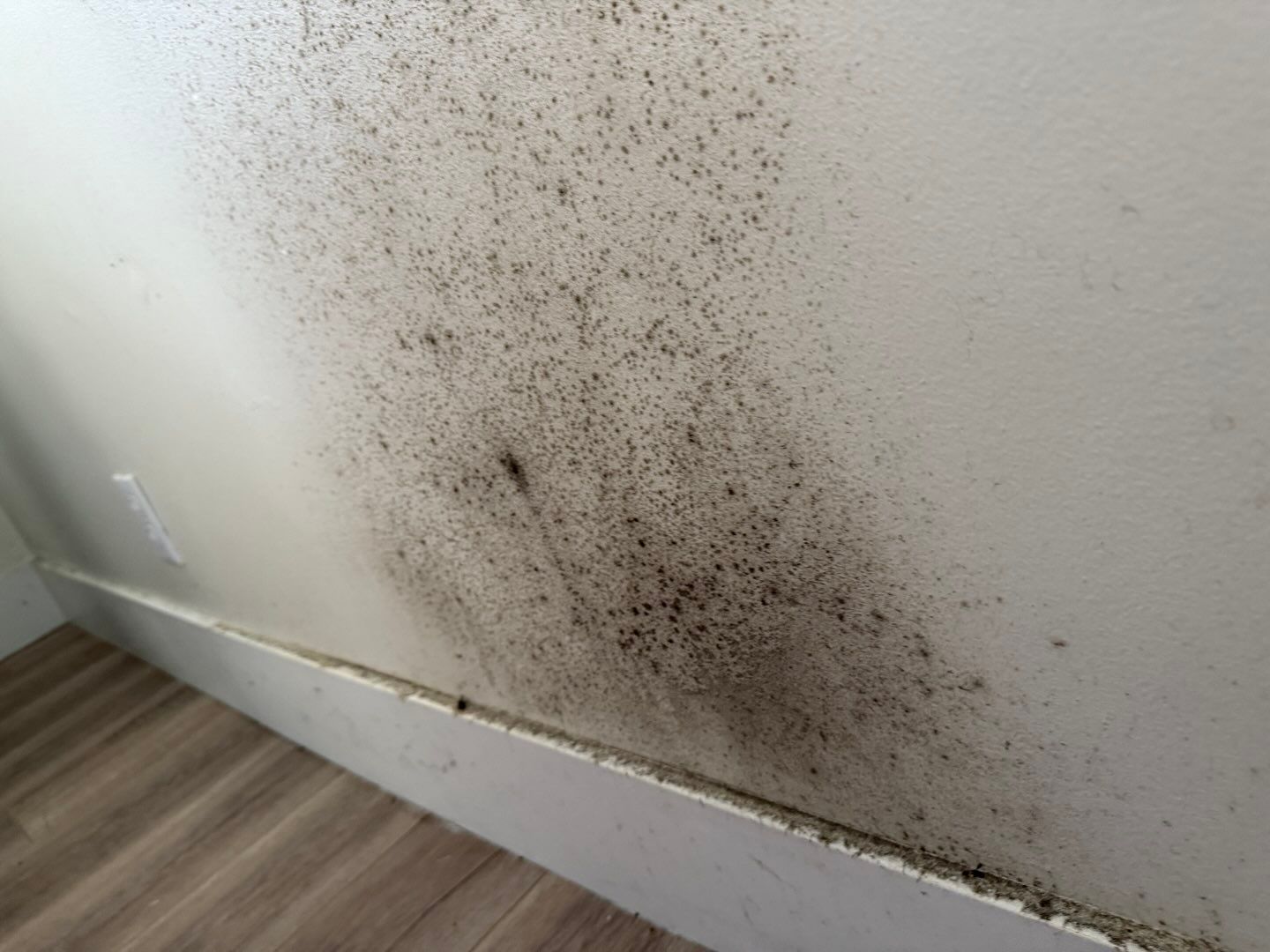 A white wall with a lot of black spots on it.