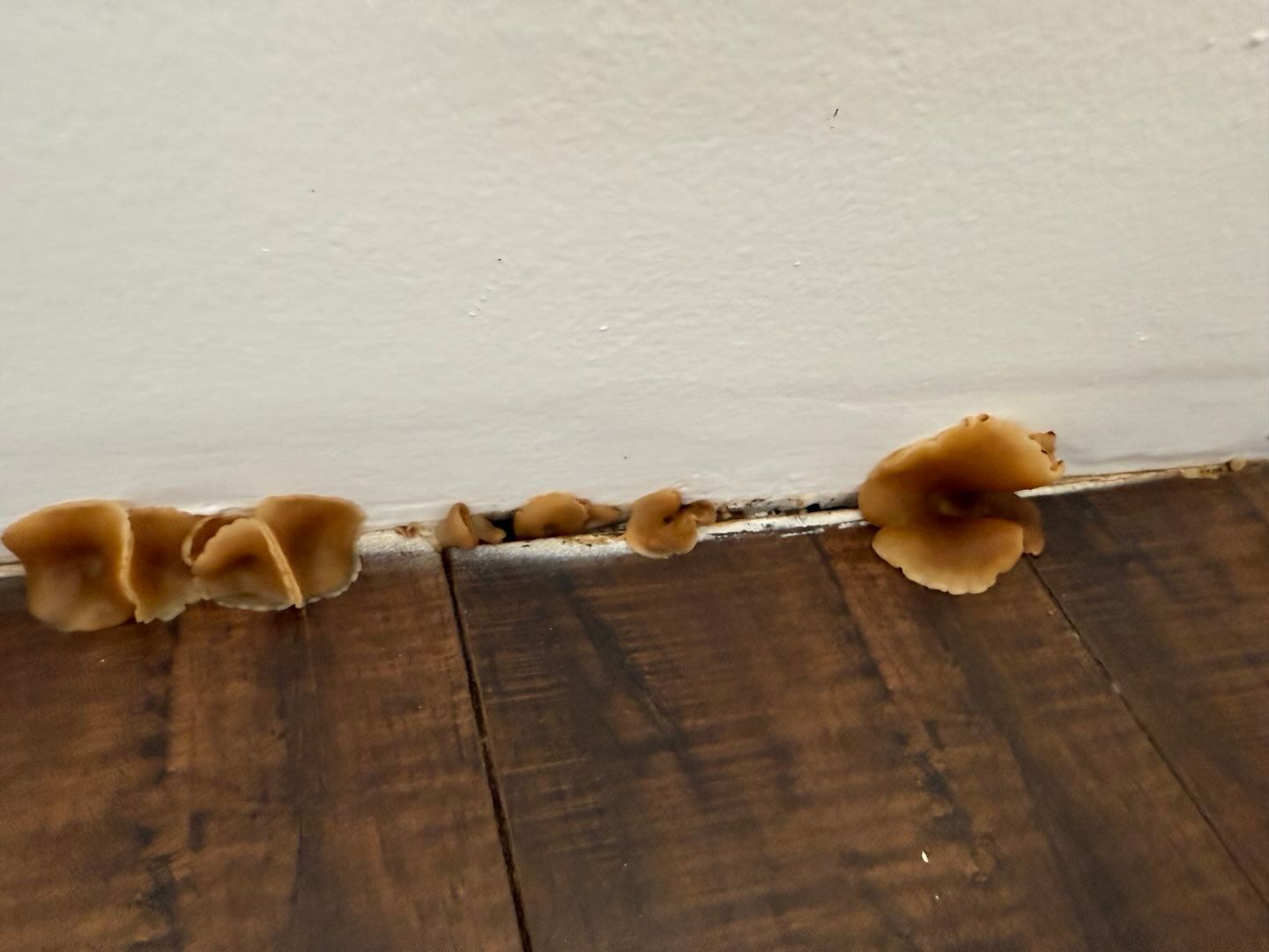 Mushrooms growing on a wooden floor next to a wall