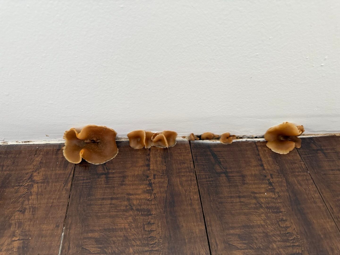 A group of mushrooms growing on a wooden floor next to a wall.