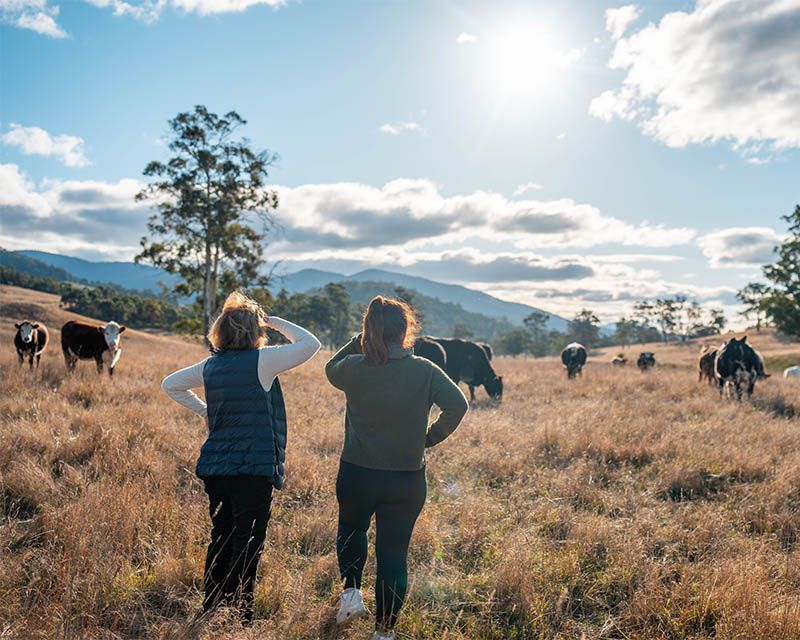 Two people stand in a dry field with grazing cows, looking toward distant hills under a bright sky.