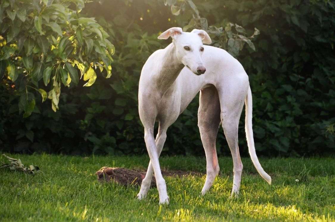 Whippet Tierschutz Windhund Team