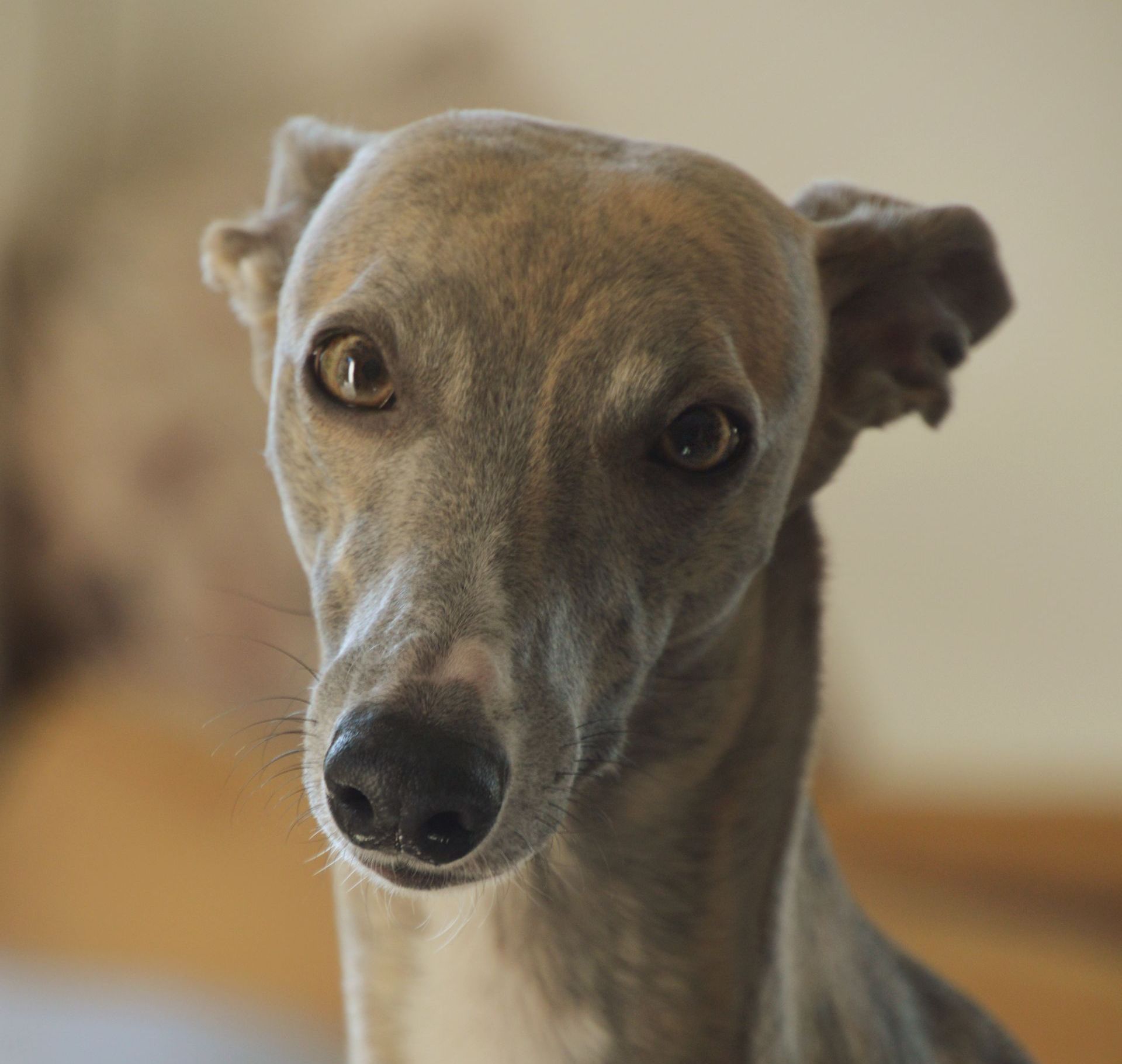 Whippet Tierschutz Windhund suchen ein Zuhause