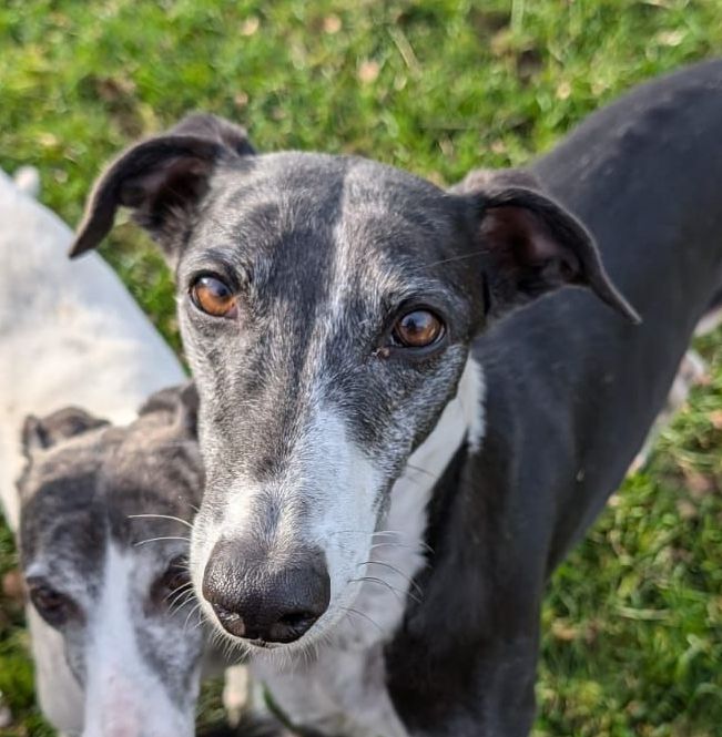 Whippet Tierschutz Windhund Rüden suchen ein Zuhause